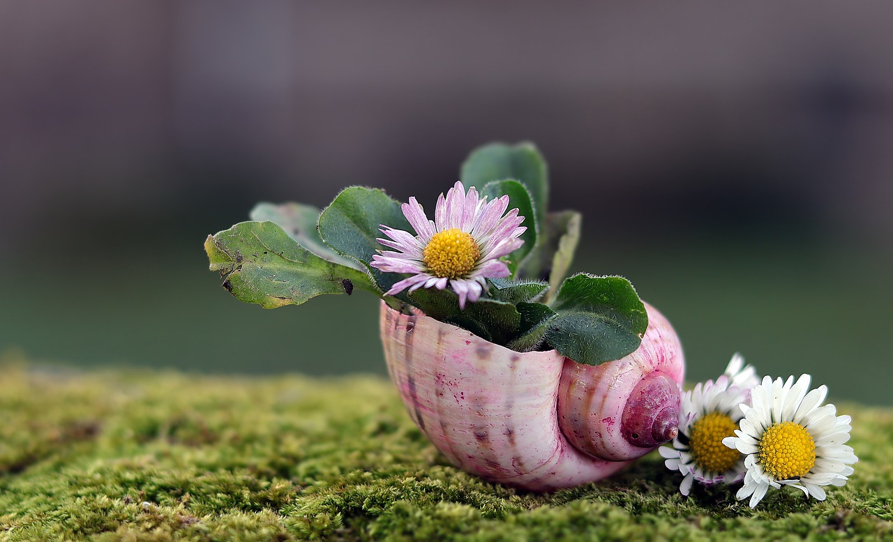 daisy, shell, nature-5009532.jpg