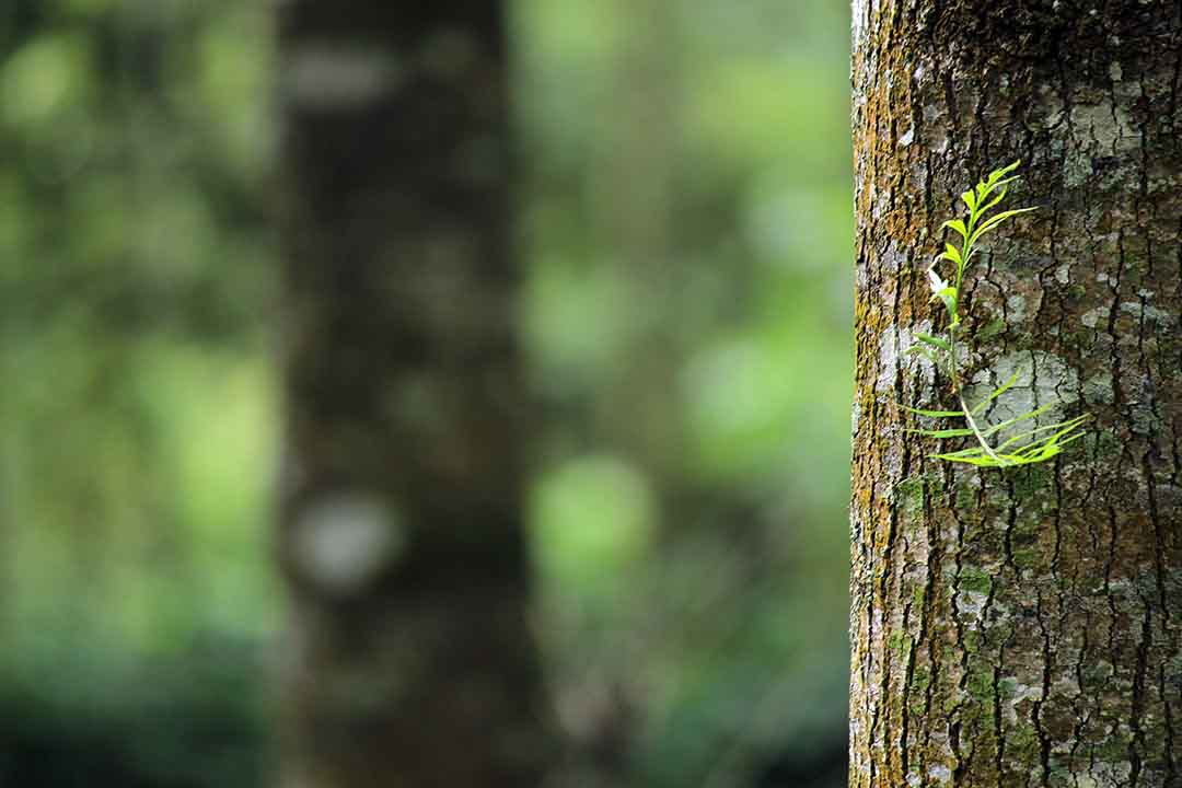 Gambar pohon dengan tunas baru yang tumbuh sebagai simbol kehidupan baru dan kemampuan alam untuk menyembuhkan dirinya sendiri.